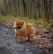 My 6 Months Old Puppy On A Walk Http Ift Tt 2b8huna Cute Dogs And Puppies Cute Dogs Pomeranian Dog