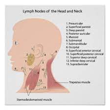 Lymph Nodes Of The Head And Neck Lymph Massage Lymph Nodes Lymphatic Massage