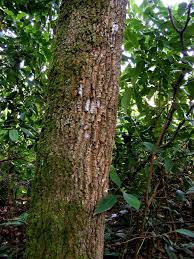 Image result for Parinari excelsa