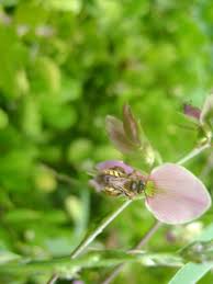 Image result for Galactia striata