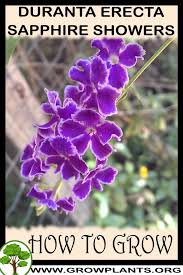 Sapphire showers plants enjoy a well drained, general potting mix easily found at your local box store. Duranta Erecta Sapphire Showers How To Grow Care
