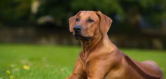 We did not find results for: Rhodesian Ridgeback Steckbrief Charakter Wesen Haltung