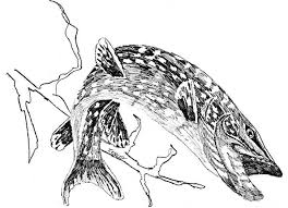 Northern Pike Drawings Northern Pike Fish Esox Lucius Linnaeus Line Art Line Drawing Public Fish Art Drawings Pike Fish