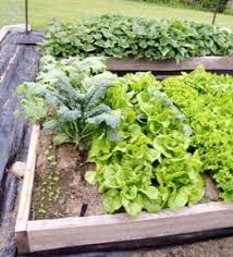 Maybe you would like to learn more about one of these? Compagnons De Patate Douce Meilleures Plantes De Compagnon Pour Les Patates Douces Fr Haenselblatt Com