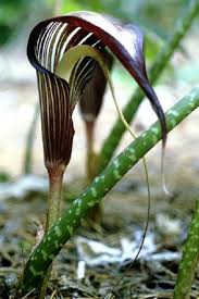 Image result for Arisaema mildbraedii