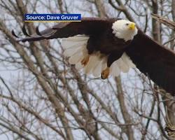 Image of Bald Eagle Chicago