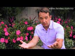 It can be grown as an annual or as a perennial. Rio Dipladenia Versatile In The Garden Youtube