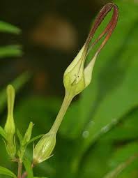 Image result for Ceropegia arenarioides