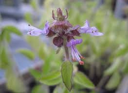Image result for Ocimum angustifolium