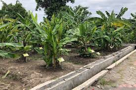 This image was ranked 23 by bing.com for keyword gambar pohon pisang, you will find this result at bing. Kebun Plasma Nutfah Pisang Yogyakarta Ditata Dari Sisi Selatan Antara News Yogyakarta Berita Terkini Yogyakarta
