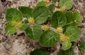 Image result for Alternanthera pungens