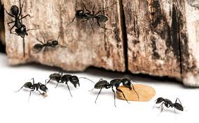 How do these ultrasonic pest repeller devices work? Ultrasonic Pest Control Does It Work