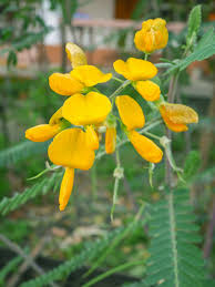 Image result for Sesbania sesban