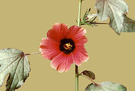 Image result for Hibiscus nigricaulis