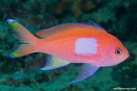 Image result for Pleioceras orientale