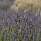Weed Identification Walk