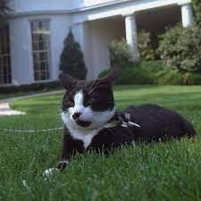 Remember When House Republicans Went After Socks The Cat