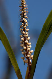 Image result for Polystachya adansoniae