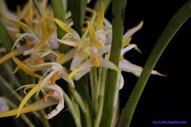 Image result for Eulophia longisepala