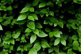 1000 amazing greenery photos pexels free stock photos 1000 amazing greenery photos pexels