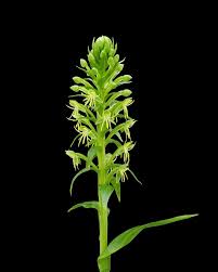 Image result for Habenaria arenaria