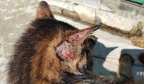 Heart disease, cancer, and kidney failure become a greater risk in older cats. Skin Ulcers And Lesions In Cats Petcoach
