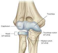 Elbow Joint Joints Anatomy Elbow Anatomy Spinal Cord Injury Levels