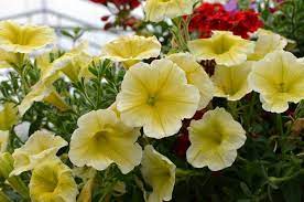 Tried True Petunia Sunpassion Sunny Yellow Petunias Flowers Green Thumb