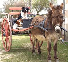 Galeries Photo Moulin De Vanneau Animaux Domestiques Animaux Animal Domestique