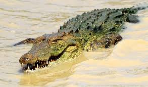 Image result for crocodile