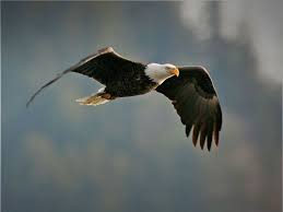Birds That Can T Fly Far How High Can A Bald Eagle Fly Bald Eagle Eagle Bird Photo