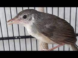 Suara Burung Ciblek Gunung Betina Gacor Untuk Pikat Terapi Cigun Jantan Yang Bisu Macet Bunyi Youtube