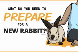 Maybe you would like to learn more about one of these? What You Need To Prepare For A New Rabbit With Checklist