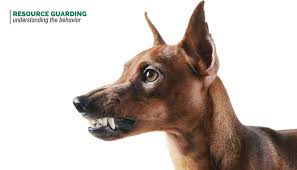 Resource guarding (commonly referred to as food aggression) is a serious behavior. Resource Guarding Understaning The Behavior Puppy Leaks
