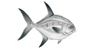 2 kg de peixe (linguado, pescada, namorado, robalo, dourado). Pesca De Praia 3 Peixes Que Voce Pode Capturar No Mar