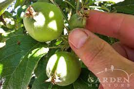 Spraying carbaryl (sevin™ insecticide) once or twice in the four weeks following bloom is an. Why How To Thin Tree Fruit In Your Orchard Garden Mentors