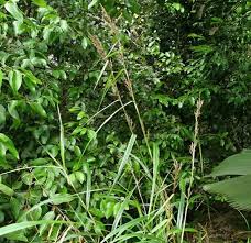 Image result for Costularia