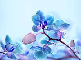 Bunga juga selalu diidentikan dengan indah, cantik, wangi, walaupun dalam kenyataannya bunga itu adalah kata umum untuk mengartikan bagian tumbuhan yang nantinya akan menjadi buah … Wallpaper Bunga Anggrek Biru Hd Unduh Gratis Wallpaperbetter