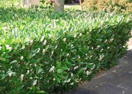 In commercio esistono diverse specie adatte alla creazione di siepi, che fioriscono nei periodi più disparati dell'anno. Giardini Mgf Le Varieta Piu Adatte Per Realizzare Siepi Basse 80 120 Cm