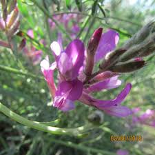 Image result for Dichilus reflexus