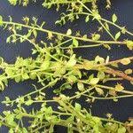 Image result for Anagallis pumila