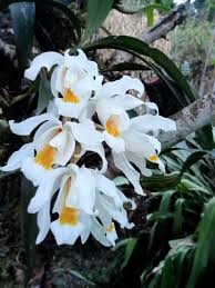 Image result for Coelachne