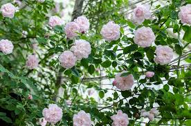 A Most Treasured Rose Rose Queen Rose Flowers