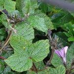 Image result for Ipomoea wightii