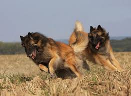 The terv is distinguished from the. Belgian Tervuren Home Facebook