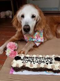 Cute golden retriever puppy eating watermelon. Meet The Oldest Golden Retriever 20 Year Old Augie Golden Hearts