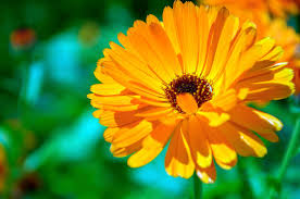 Flowers:the flowers are the part used in herbal medicine. Calendula Flower How To Grow Calendulas