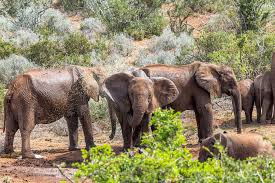 Check spelling or type a new query. Addo Elephant Park Als Selbstfahrer Zwischen Elefanten Sanddunen