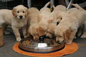 Gary richter shares a simple feeding tip that can help lower your golden retriever's risk of getting how much food should you feed a golden retriever? How Much To Feed A Golden Retriever Puppy A Daily Guide