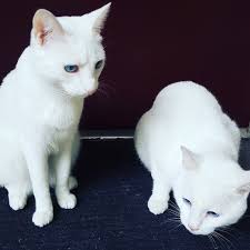 This breed is one of the oldest and most recognizable ones in the world. How Much On Average Does A Siamese Cat Cost Quora